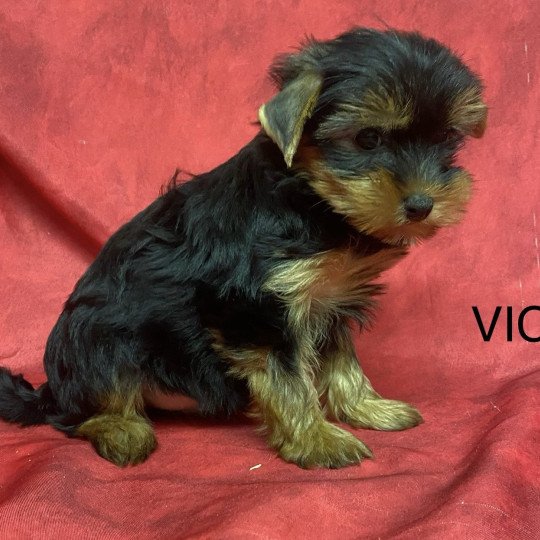 chiot Yorkshire terrier VICK yorkshire terrier Domaine de la Chantelaie