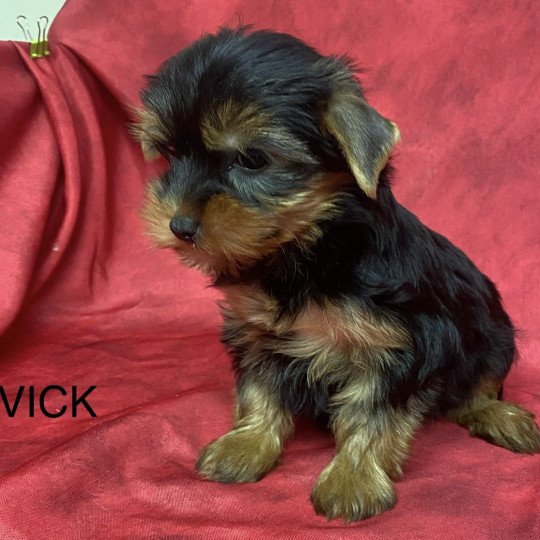 chiot Yorkshire terrier VICK yorkshire terrier Domaine de la Chantelaie