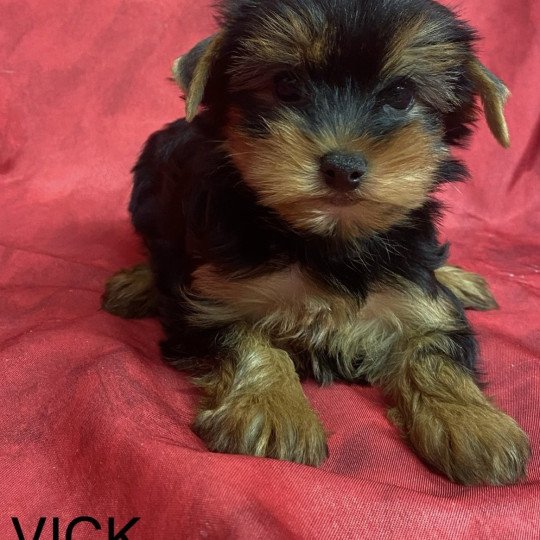 chiot Yorkshire terrier VICK yorkshire terrier Domaine de la Chantelaie