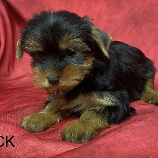 chiot Yorkshire terrier VICK yorkshire terrier Domaine de la Chantelaie