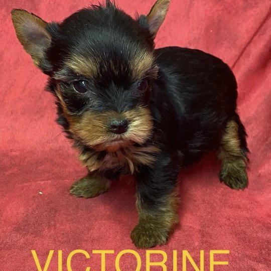 chiot Yorkshire terrier VICTORINE york à réserver Domaine de la Chantelaie