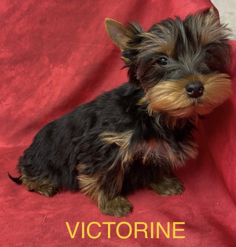 VICTORINE york Femelle Yorkshire terrier