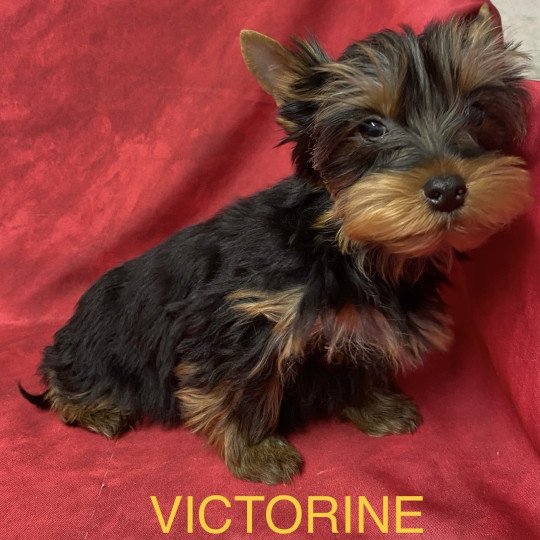 VICTORINE york Femelle Yorkshire terrier