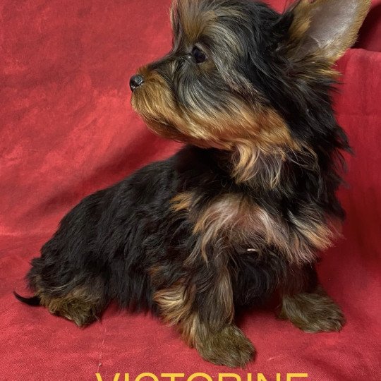 chiot Yorkshire terrier VICTORINE york Domaine de la Chantelaie