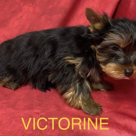 chiot Yorkshire terrier VICTORINE york Domaine de la Chantelaie