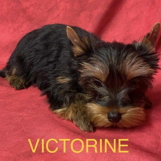 chiot Yorkshire terrier VICTORINE york Domaine de la Chantelaie