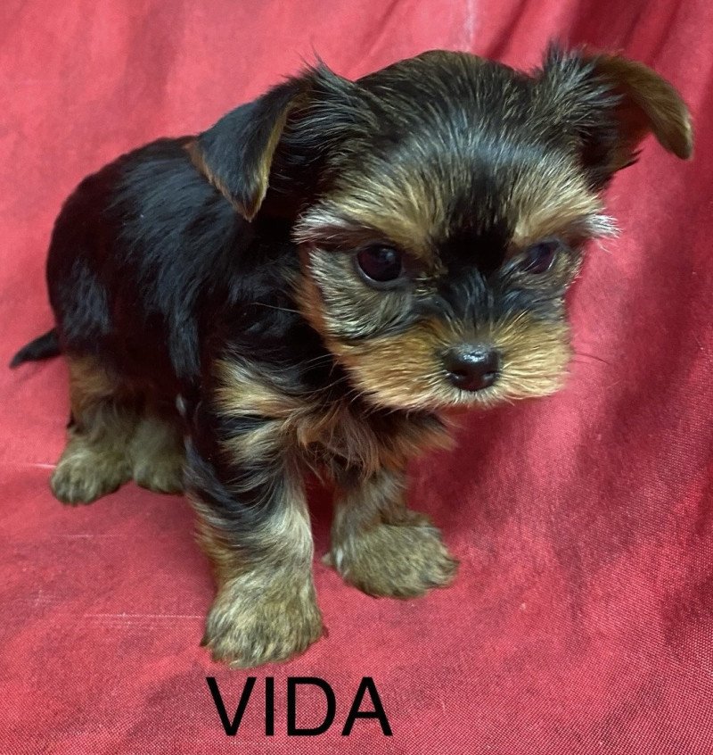 VIDA yorkshire terrier à réserver Femelle Yorkshire terrier