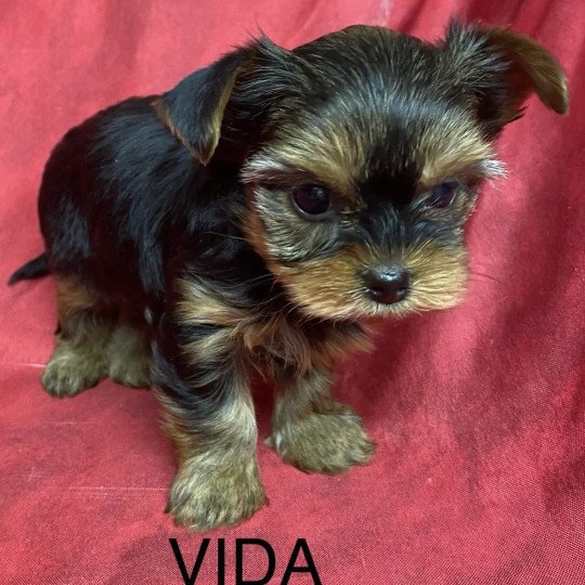 chiot Yorkshire terrier VIDA yorkshire terrier Domaine de la Chantelaie