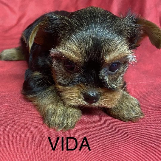 chiot Yorkshire terrier VIDA yorkshire terrier Domaine de la Chantelaie