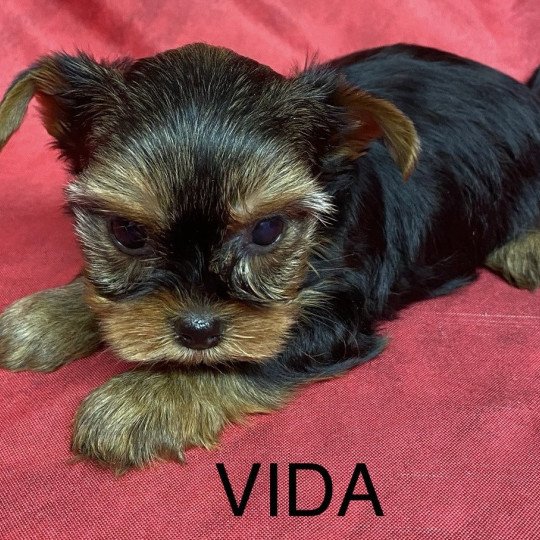chiot Yorkshire terrier VIDA yorkshire terrier Domaine de la Chantelaie