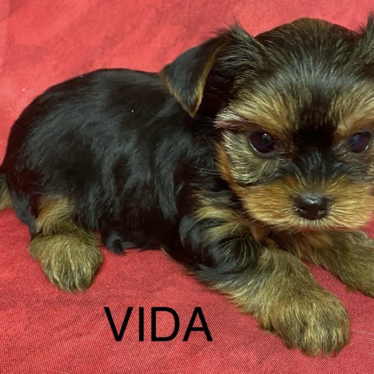 chiot Yorkshire terrier VIDA yorkshire terrier Domaine de la Chantelaie