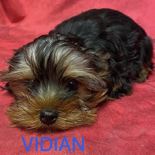 chiot Yorkshire terrier VIDIAN  york Domaine de la Chantelaie