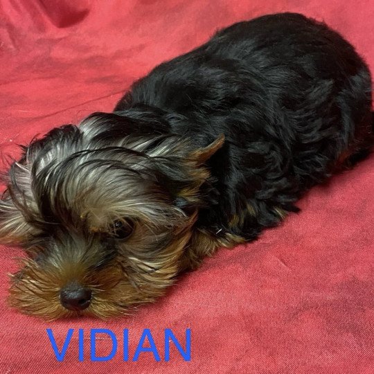 chiot Yorkshire terrier VIDIAN  york Domaine de la Chantelaie