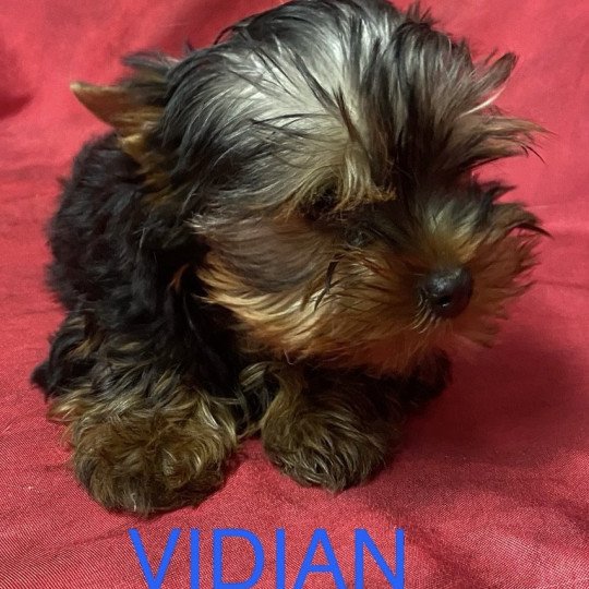 chiot Yorkshire terrier VIDIAN  york Domaine de la Chantelaie