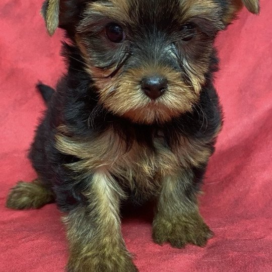 chiot Yorkshire terrier VIDYA yorkshire terrier Domaine de la Chantelaie