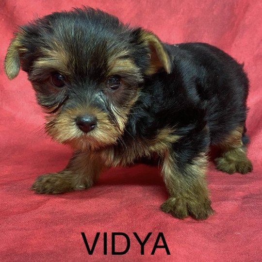 chiot Yorkshire terrier VIDYA yorkshire terrier Domaine de la Chantelaie