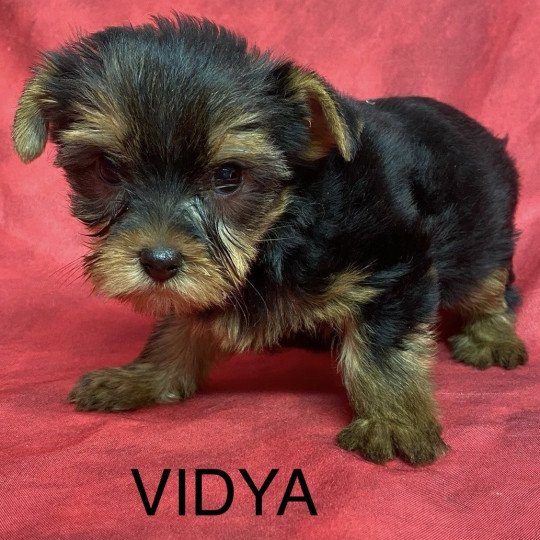 chiot Yorkshire terrier VIDYA yorkshire terrier Domaine de la Chantelaie