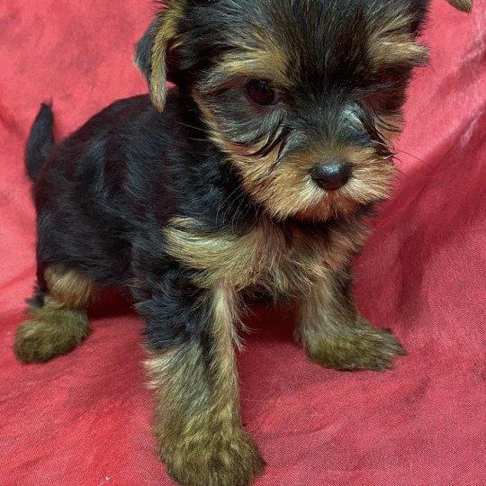 chiot Yorkshire terrier VIDYA yorkshire terrier Domaine de la Chantelaie