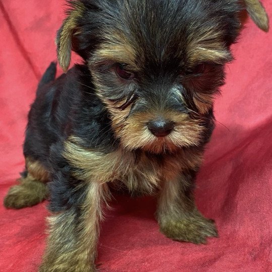 chiot Yorkshire terrier VIDYA yorkshire terrier Domaine de la Chantelaie