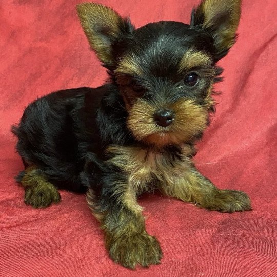 VIENNE yorkshire terrier Femelle Yorkshire terrier