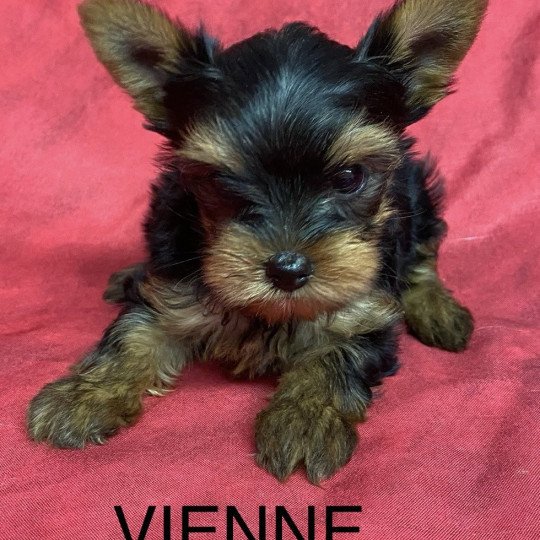 chiot Yorkshire terrier VIENNE yorkshire terrier Domaine de la Chantelaie