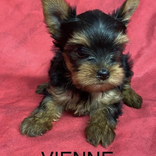 chiot Yorkshire terrier VIENNE yorkshire terrier Domaine de la Chantelaie