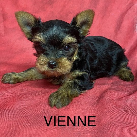 chiot Yorkshire terrier VIENNE yorkshire terrier Domaine de la Chantelaie