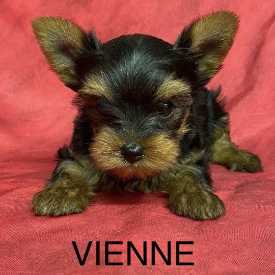 chiot Yorkshire terrier VIENNE yorkshire terrier Domaine de la Chantelaie
