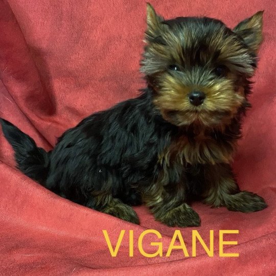 chiot Yorkshire terrier VIGANE york Domaine de la Chantelaie