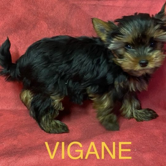 chiot Yorkshire terrier VIGANE york Domaine de la Chantelaie