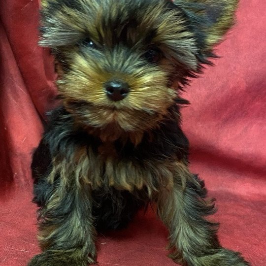 chiot Yorkshire terrier VIGANE york Domaine de la Chantelaie