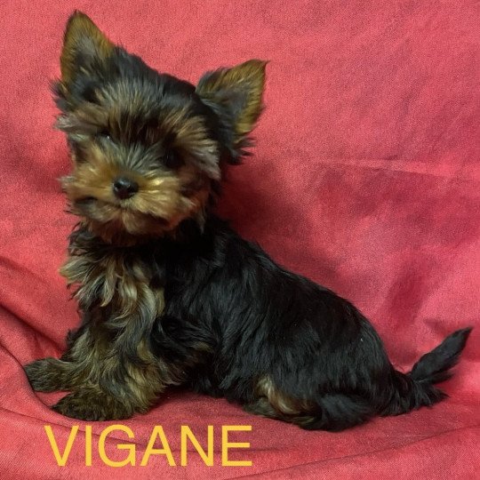 chiot Yorkshire terrier VIGANE york Domaine de la Chantelaie
