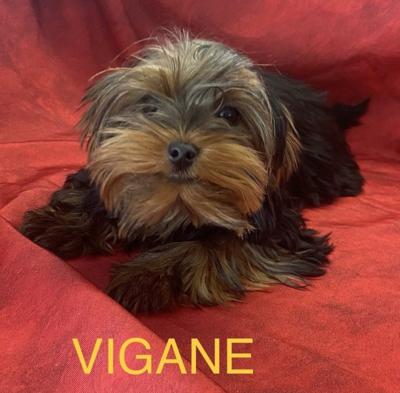 VIGANE york Femelle Yorkshire terrier