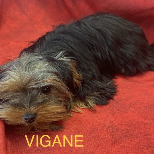 chiot Yorkshire terrier VIGANE york Domaine de la Chantelaie