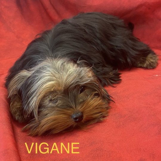 chiot Yorkshire terrier VIGANE york Domaine de la Chantelaie