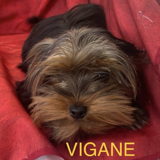 chiot Yorkshire terrier VIGANE york Domaine de la Chantelaie