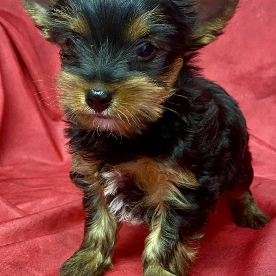 chiot Yorkshire terrier VIGGO yorkshire terrier Domaine de la Chantelaie