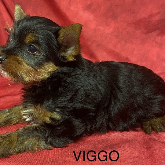 chiot Yorkshire terrier VIGGO yorkshire terrier Domaine de la Chantelaie