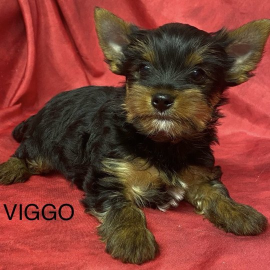 chiot Yorkshire terrier VIGGO yorkshire terrier Domaine de la Chantelaie