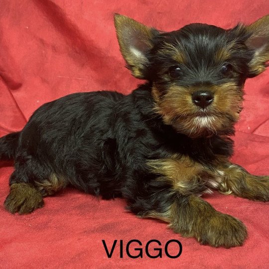 chiot Yorkshire terrier VIGGO yorkshire terrier Domaine de la Chantelaie