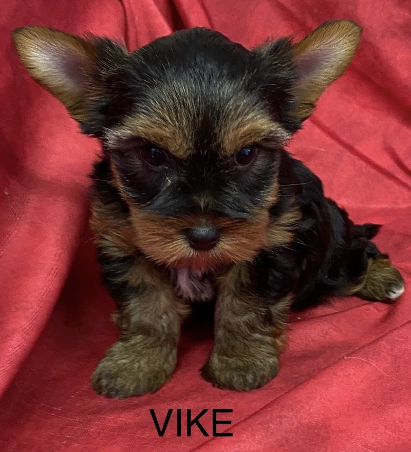 VIKE yorkshire terrier Femelle Yorkshire terrier