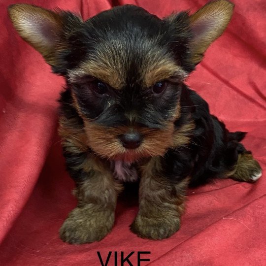 VIKE yorkshire terrier Femelle Yorkshire terrier
