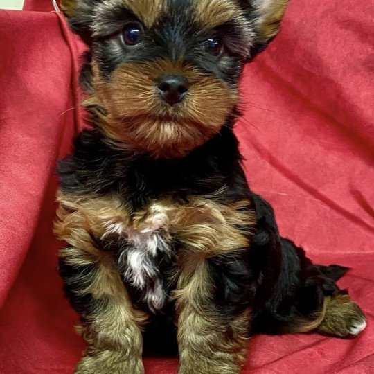 chiot Yorkshire terrier VIKE yorkshire terrier Domaine de la Chantelaie
