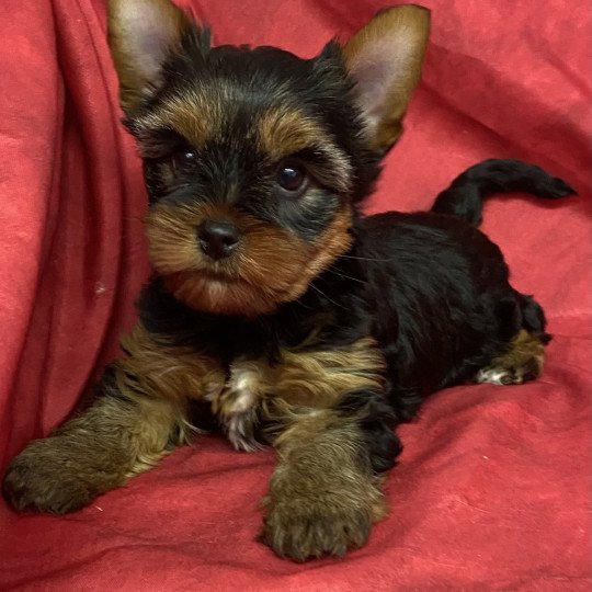 chiot Yorkshire terrier VIKE yorkshire terrier Domaine de la Chantelaie