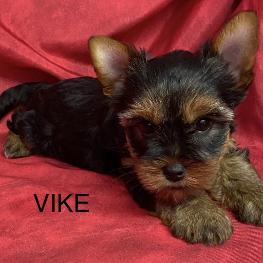 chiot Yorkshire terrier VIKE yorkshire terrier Domaine de la Chantelaie