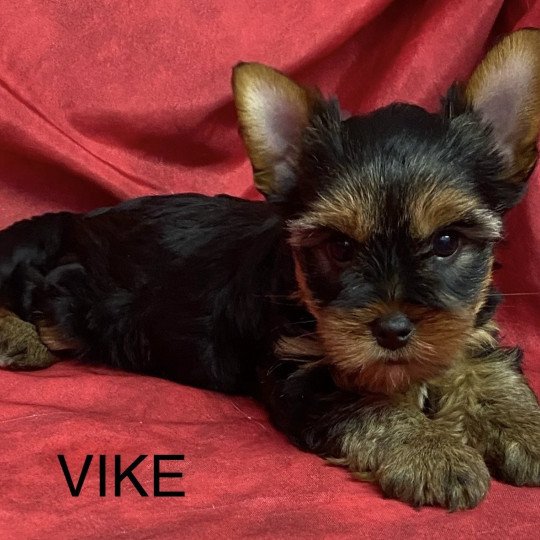 chiot Yorkshire terrier VIKE yorkshire terrier Domaine de la Chantelaie