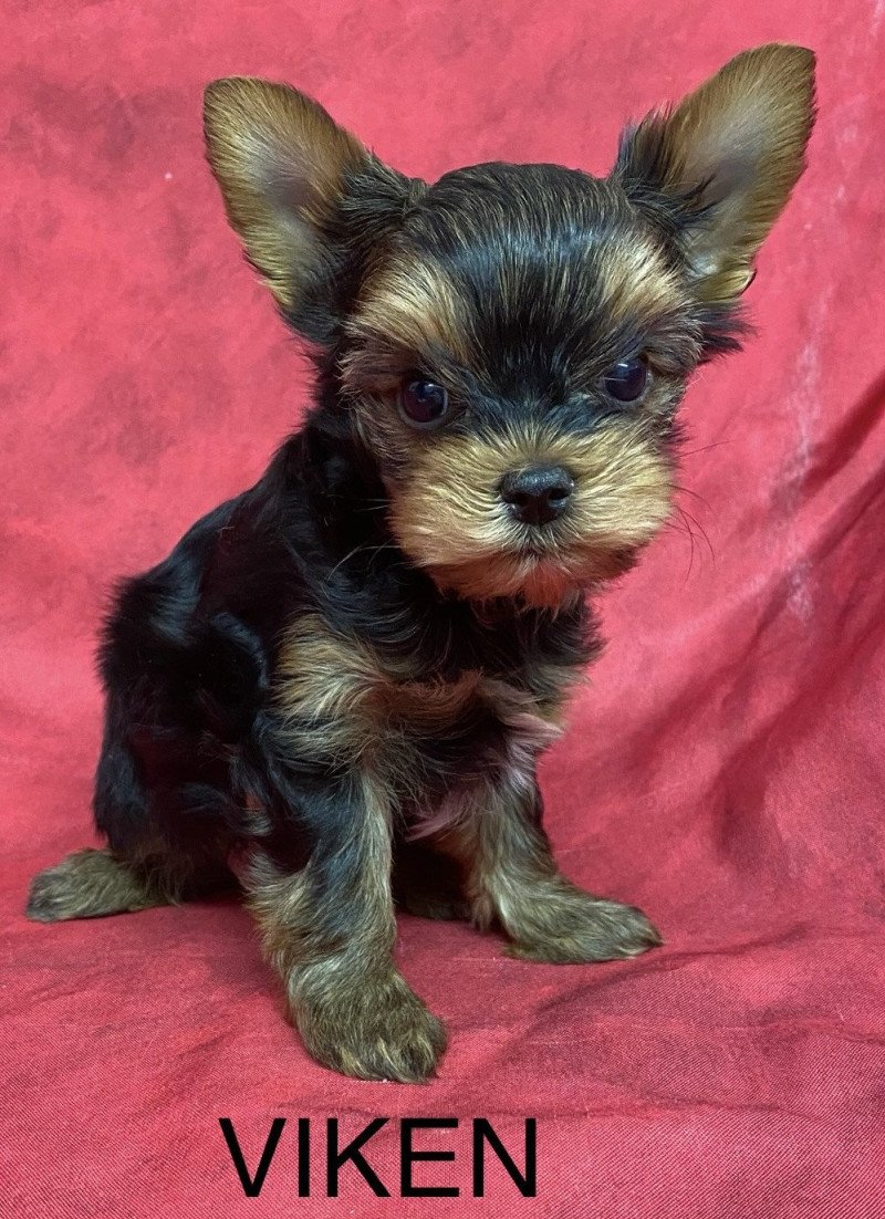 VIKEN yorkshire terrier à réserver Mâle Yorkshire terrier