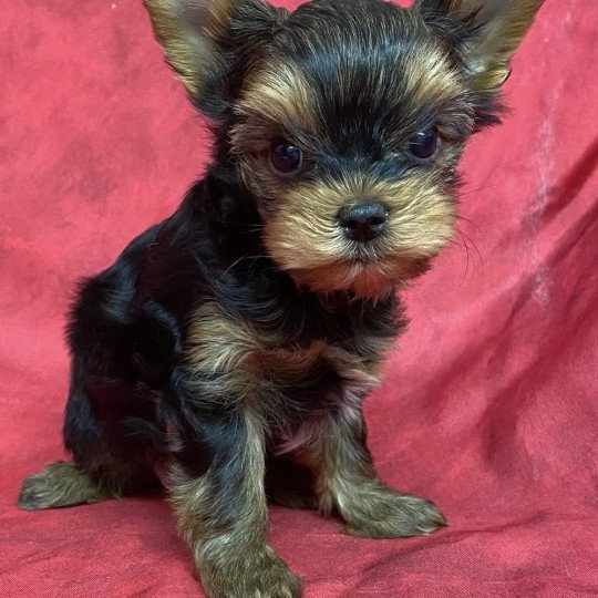 chiot Yorkshire terrier VIKEN yorkshire terrier Domaine de la Chantelaie