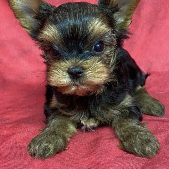 chiot Yorkshire terrier VIKEN yorkshire terrier Domaine de la Chantelaie