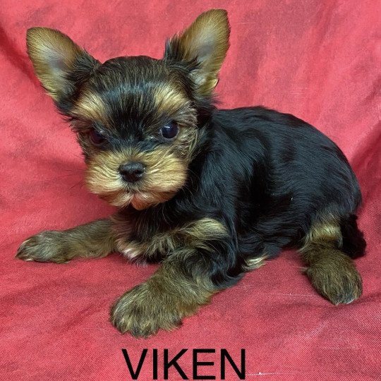 chiot Yorkshire terrier VIKEN yorkshire terrier Domaine de la Chantelaie